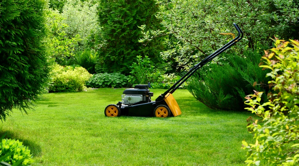 Black and yellow lawn mowing machine rests at the center of a bright green yard framed by dense shrubs and tall evergreen trees.