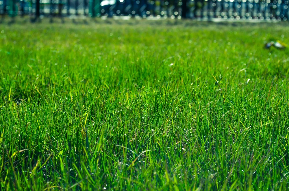 Smart Lawn Maintenance for Aubrey Heat Recovery This October