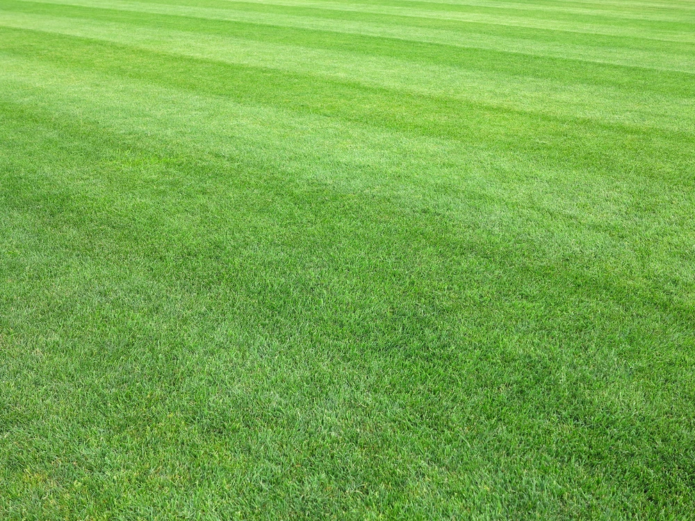 Does St. Augustine Grass Still Need Weekly Mowing in the Fall?